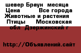 шевер Браун 2месяца › Цена ­ 200 - Все города Животные и растения » Птицы   . Московская обл.,Дзержинский г.